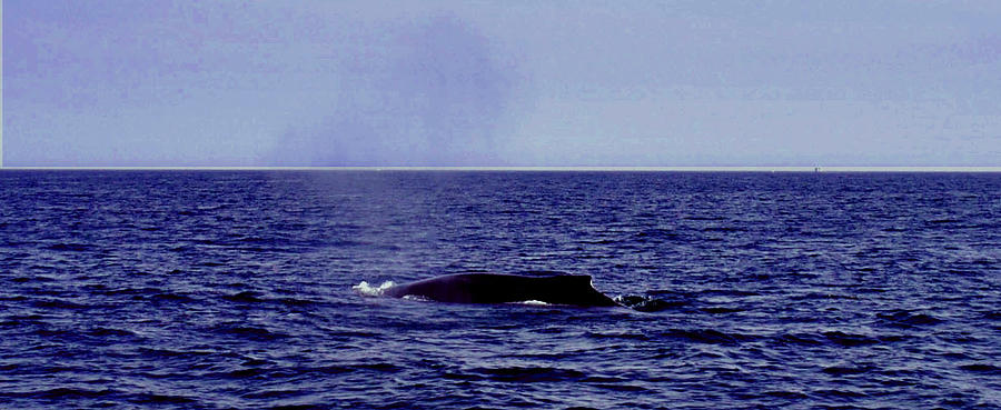 Athenas whale Photograph by Robert Habermehl