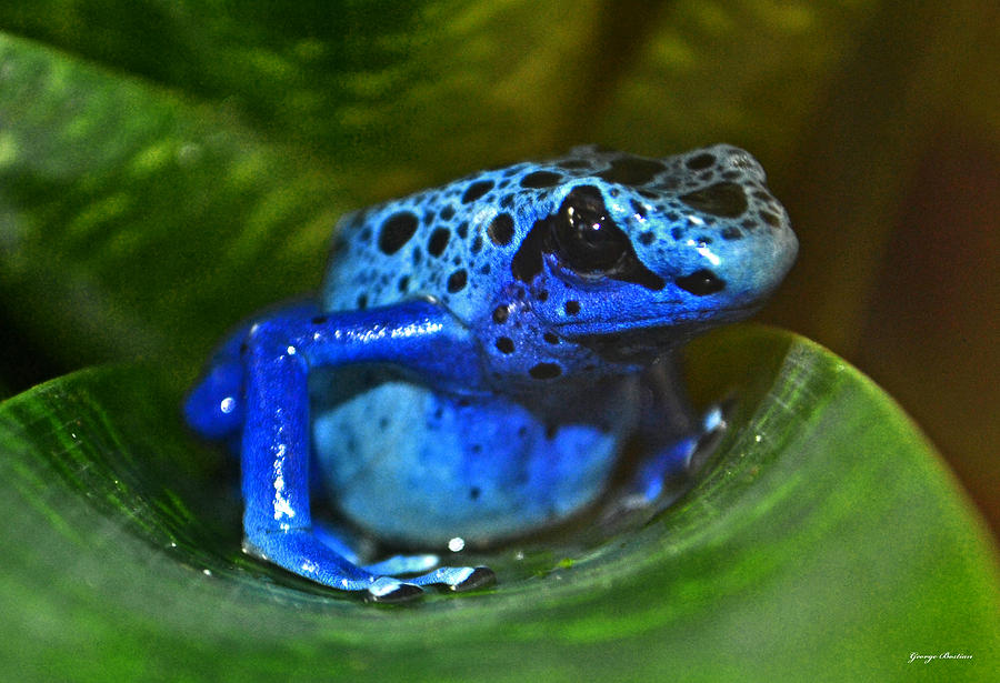 Atlanta Botanical Gardens - Blue Dart Frog 003 Photograph by George Bostian