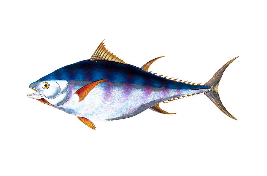 Atlantic Bluefin Tuna Digital Art by Roy Pedersen