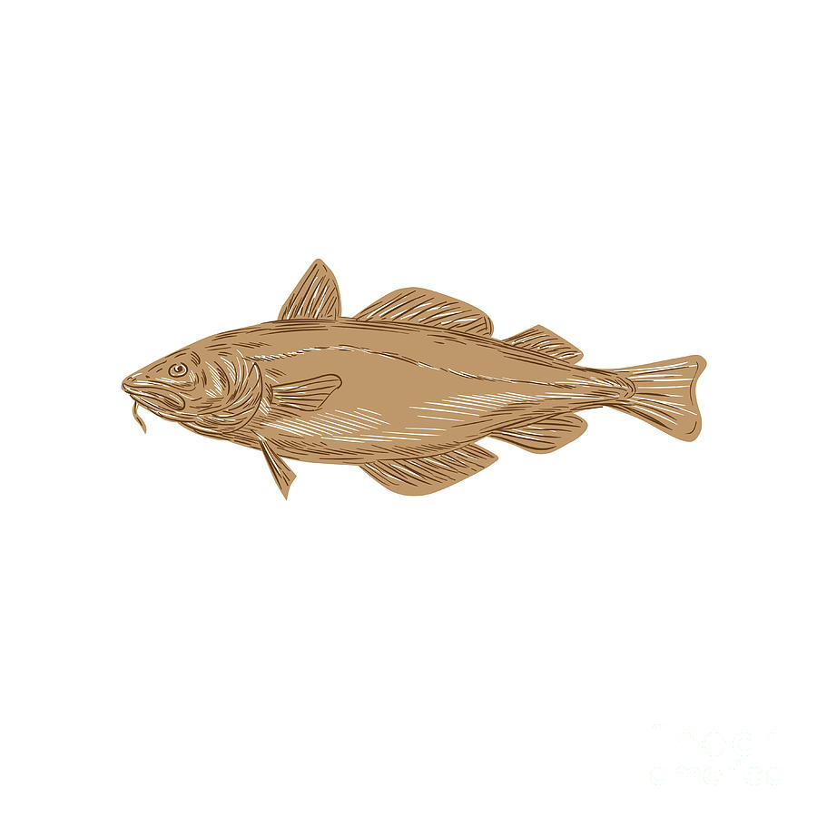 Atlantic Cod Codling Fish Drawing Digital Art by Aloysius Patrimonio