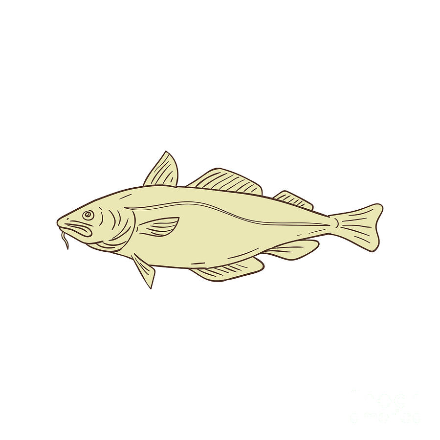 Cod Fish Drawing
