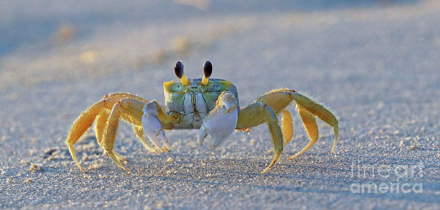 Atlantic Ghost Crab 1429 Photograph by Jack Schultz