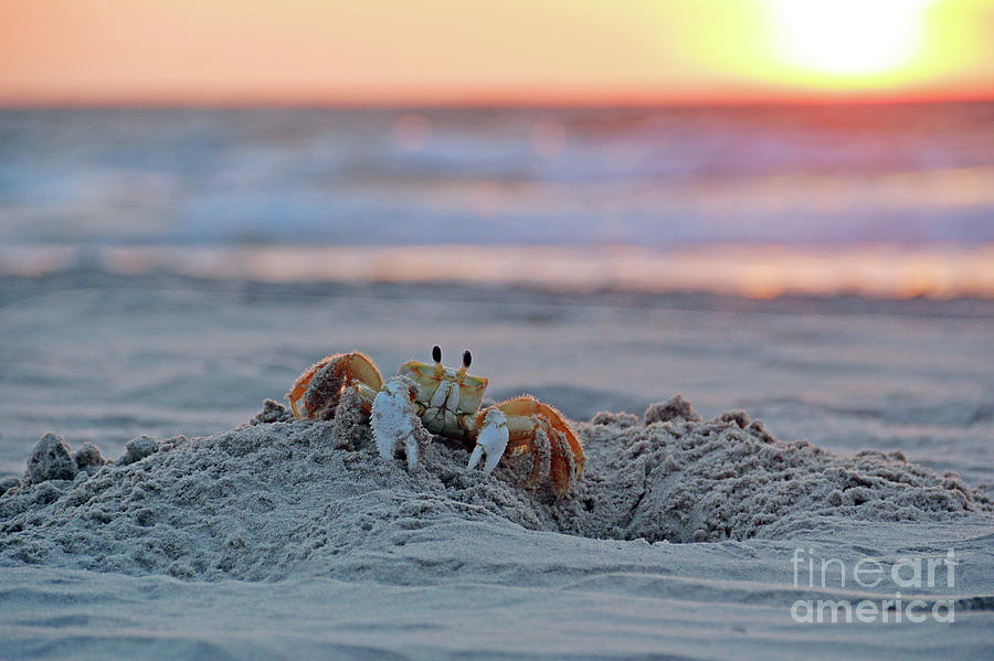 Atlantic Ghost Crab at Sunrise 2612 Photograph by Jack Schultz