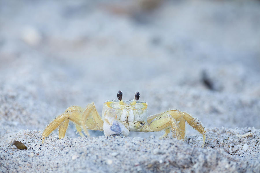 Atlantic Ghost Crab Photograph by David Watkins