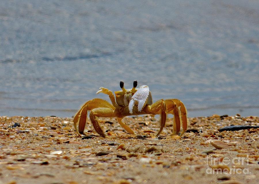 Atlantic Ghost Crab Photograph by Jean Wright