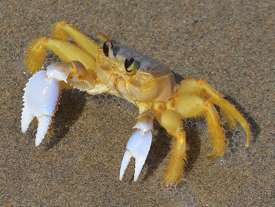 An Atlantic Ghost Crab playing in the Tide 4 Photograph by Adam Riggs ...