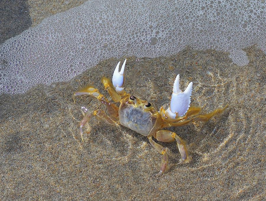 Can a ghost crab hurt you?