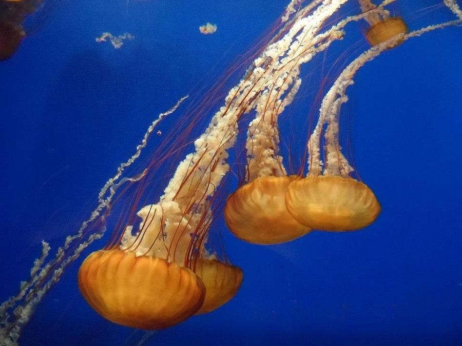 Atlantic Jellyfish Photograph by Brenda Wright | Fine Art America