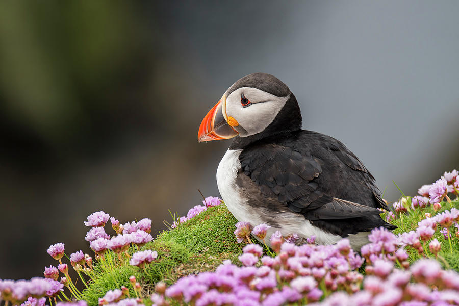 Atlantic puffin Photograph by Arterra Picture Library