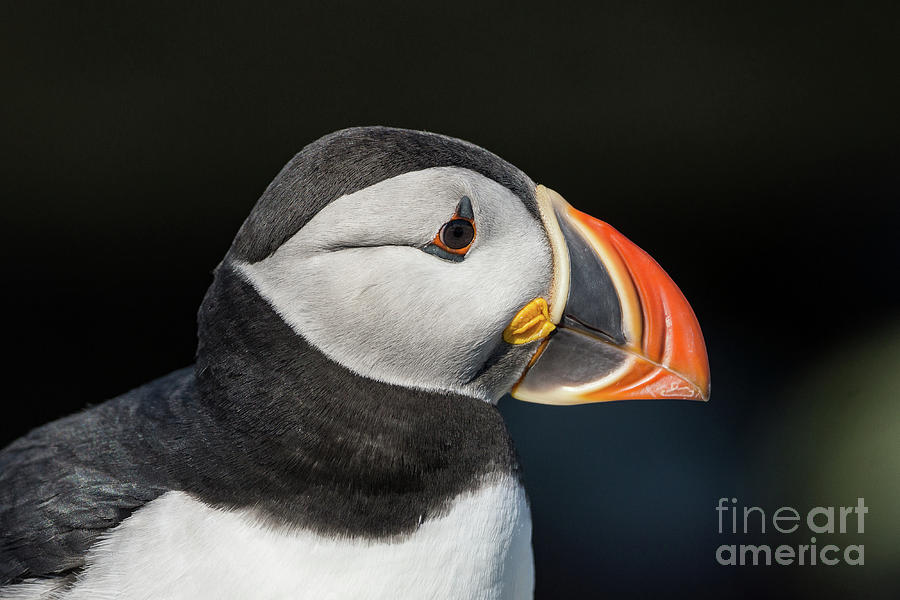 Atlantic Puffin Photograph by Craig Shaknis