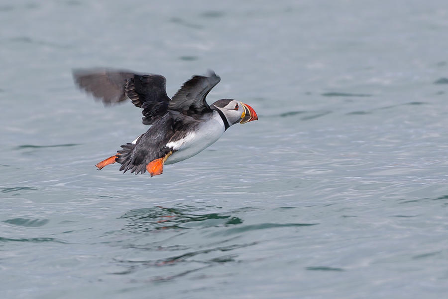 flight of the puffin