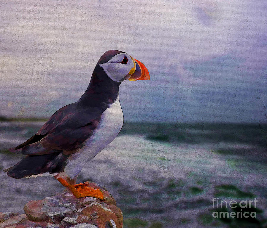 Atlantic Puffin Painting by Jim Hatch