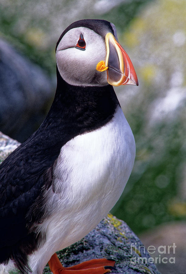 Atlantic Puffin Photograph by Kevin Shields