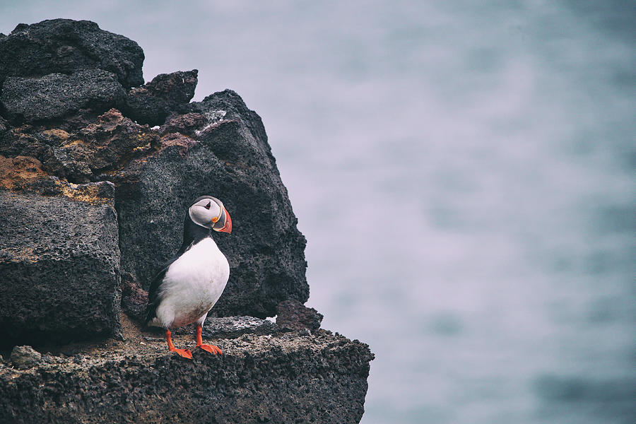 Puffin Photograph - Atlantic Puffin by Happy Home Artistry