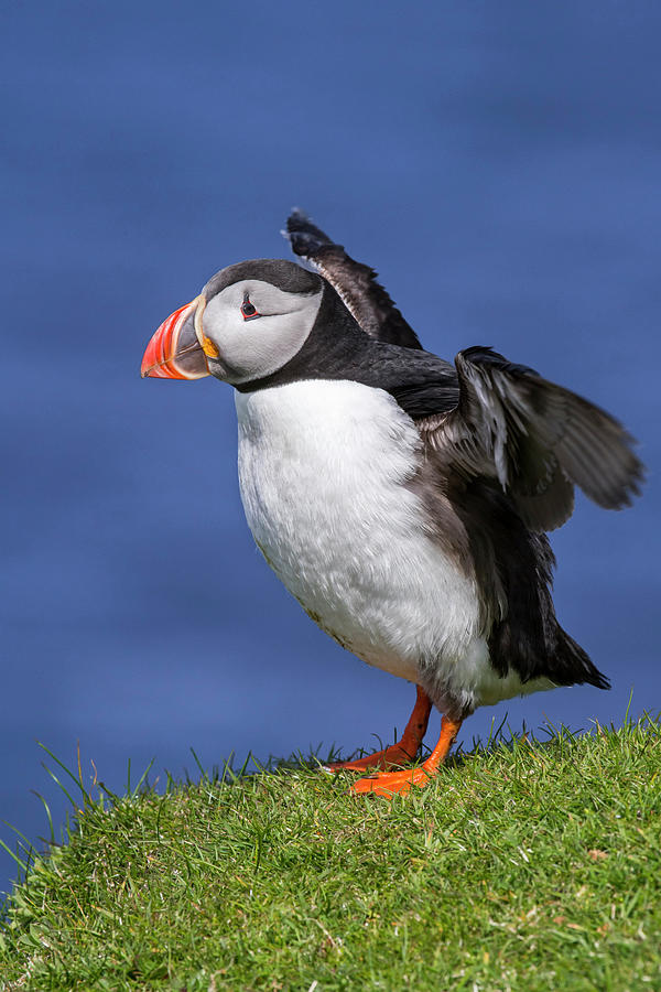 Atlantic puffin stretching Wings Photograph by Arterra Picture Library