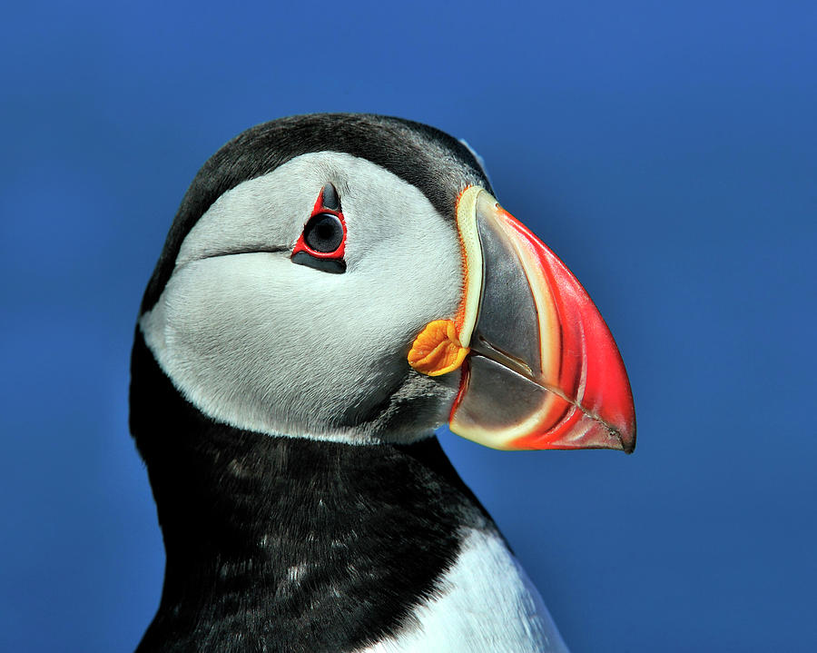 Atlantic Puffin Photograph by Tony Beck