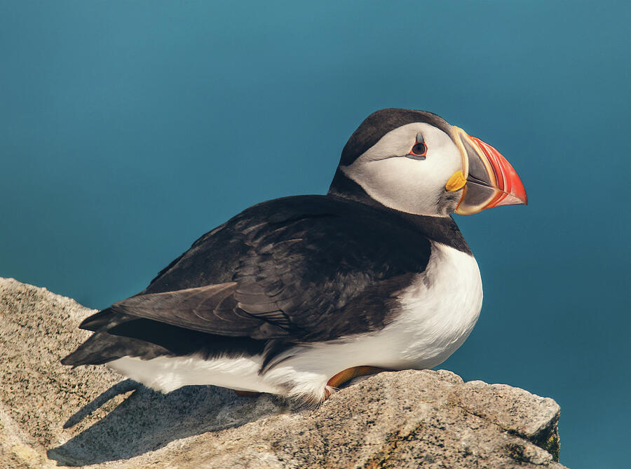 Atlantic Puffin Photograph by Tracy Munson