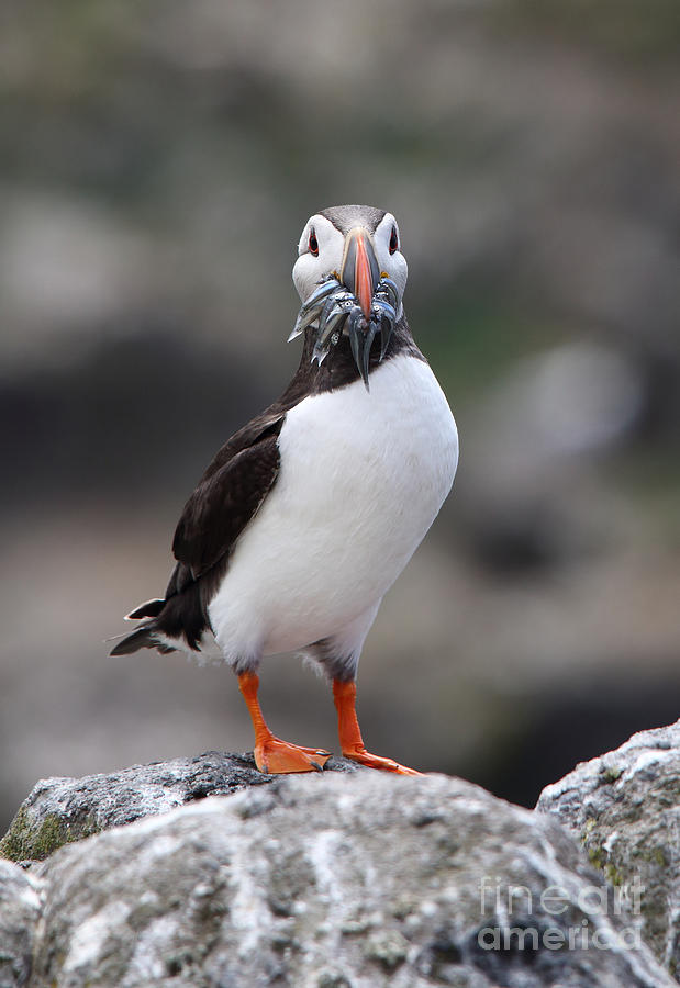 Atlantic Puffin with Sand Eel Photograph by Maria Gaellman