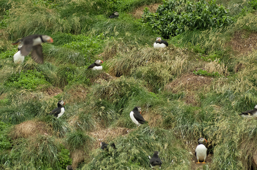 Atlantic Puffins 12 Photograph by Bob Corson | Fine Art America