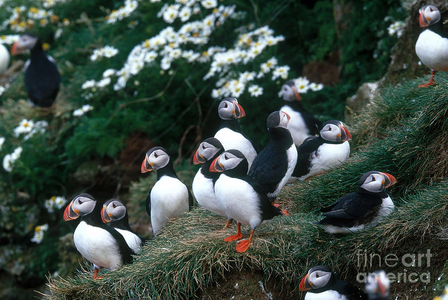 Atlantic Puffins Photograph by Art Wolfe