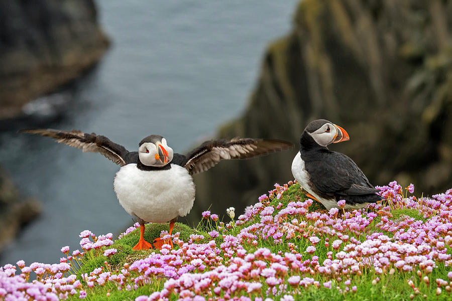 Atlantic Puffins in Shetland Photograph by Arterra Picture Library
