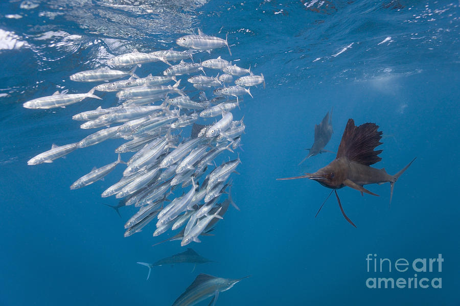 Atlantic Sailfish And Sardines Photograph by Reinhard Dirscherl