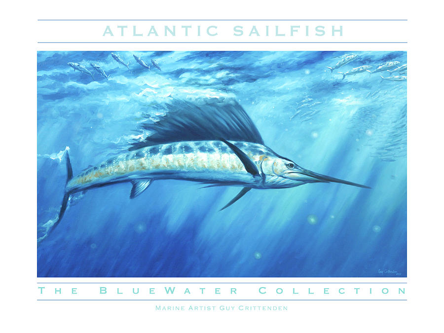 Atlantic Sailfish Painting by Guy Crittenden