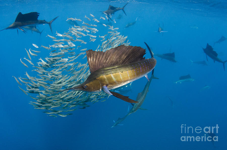 Atlantic Sailfish Hunting Photograph by Pete Oxford