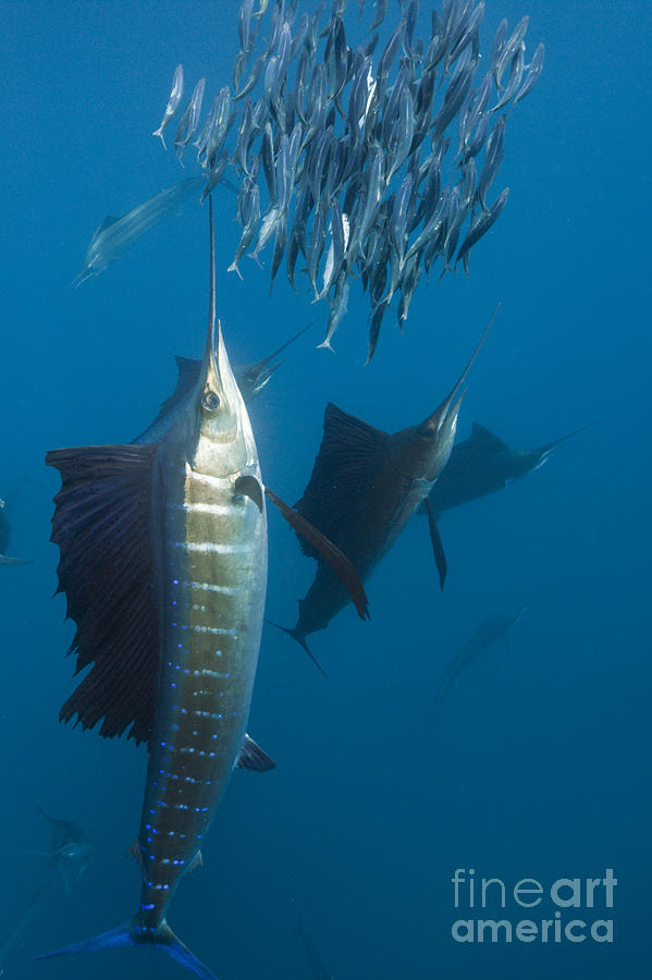 Atlantic Sailfish Photograph by Reinhard Dirscherl