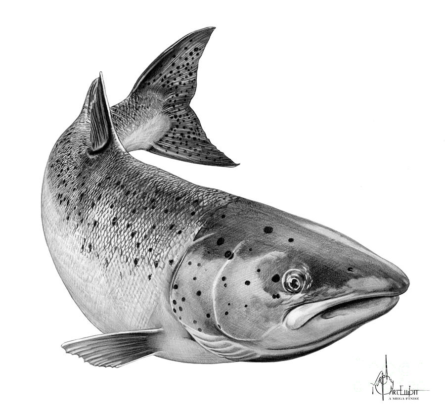 Atlantic Salmon Drawing by Murphy Elliott