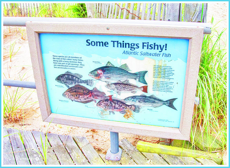 Atlantic Saltwater Fish Sign Photograph by A Macarthur Gurmankin