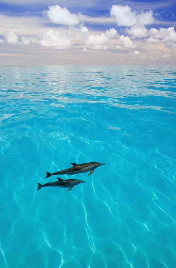 Atlantic Spotted Dolphins Photograph by Carson Ganci