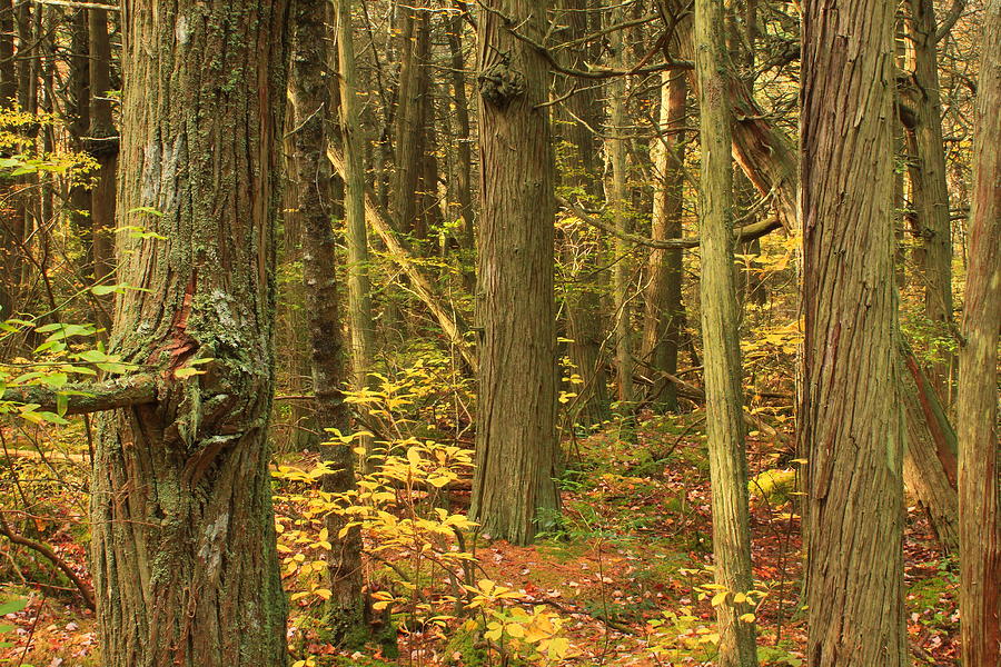 Atlantic White Cedar Swamp Photograph by John Burk - Pixels