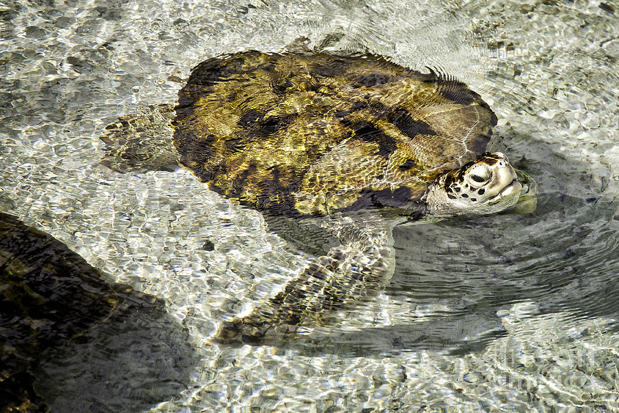 Atlantis Tortoise Photograph by Timothy Hacker