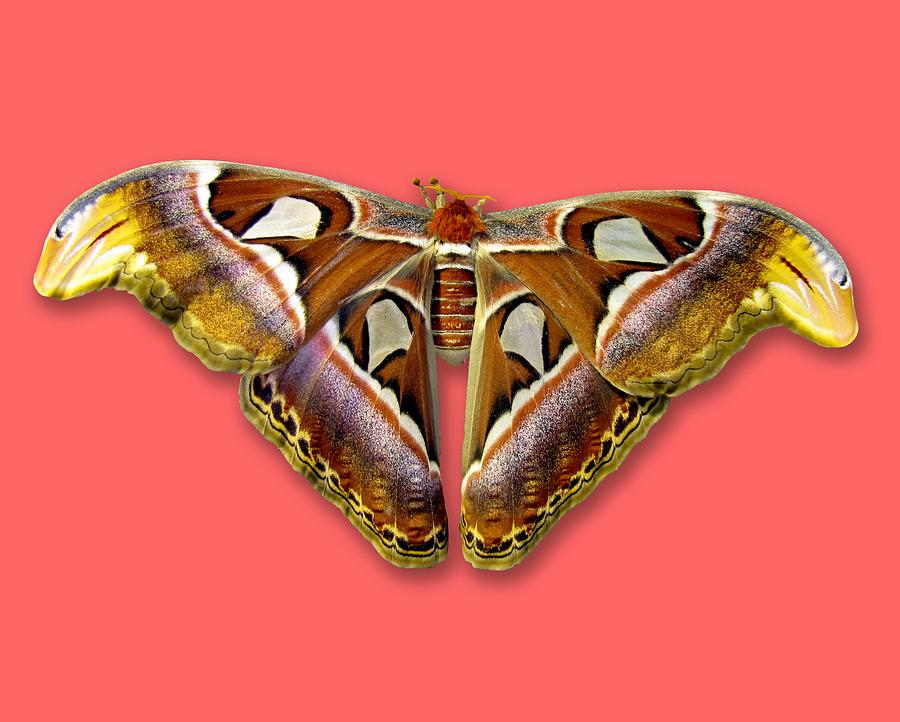 Butterfly Photograph - Atlas Moth 2 Sehemu Mbili Unyenyekevu by Bob Slitzan