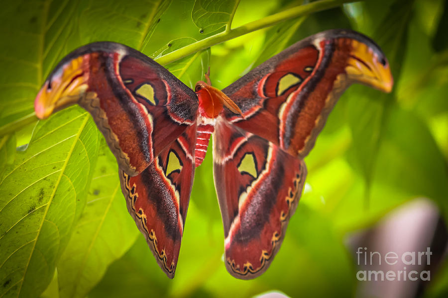 Atlas Moth Butterfly Photograph by Claudia M Photography
