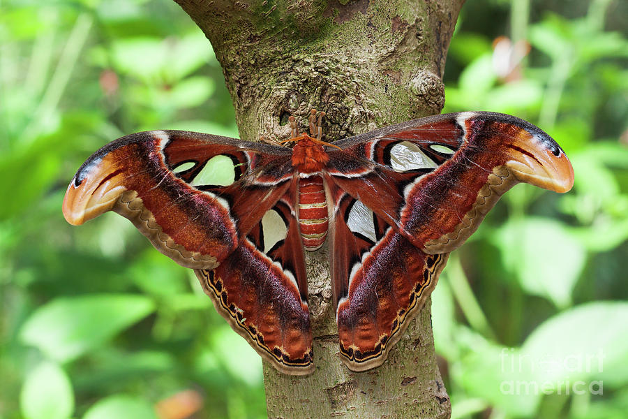 Atlas Moth in a tree Photograph by Ruth Jolly - Fine Art America