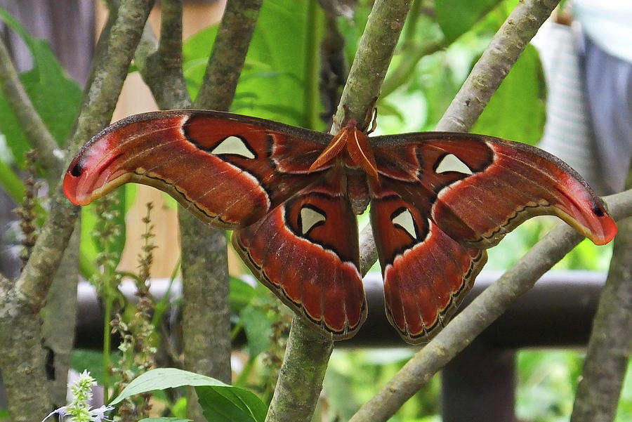 Atlas Moth Photograph by Judy Wanamaker