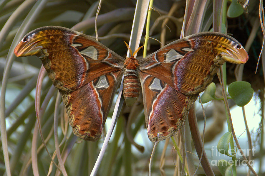 Atlas Moth Superpower Photograph by Carol Komassa