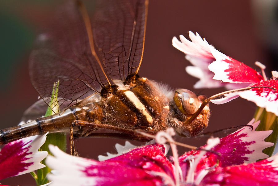 Atomic Insect Photograph by Douglas Barnett