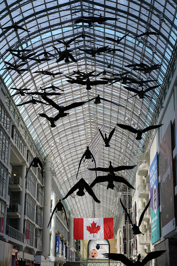 Geese Photograph - Atrium skylight with Canada Geese and flag at the Eaton Centre T by Reimar Gaertner