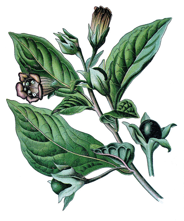 Atropa Belladonna Or Atropa Bella-donna, Commonly Known As Bella Drawing