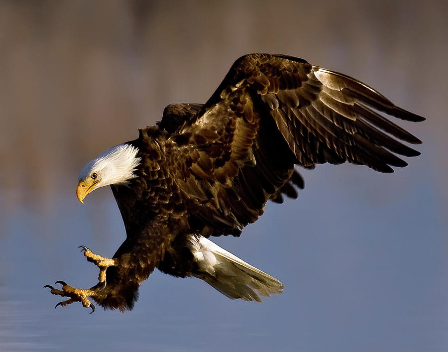 Attacking Bald Eagle Photograph by Brent Paull - Fine Art America