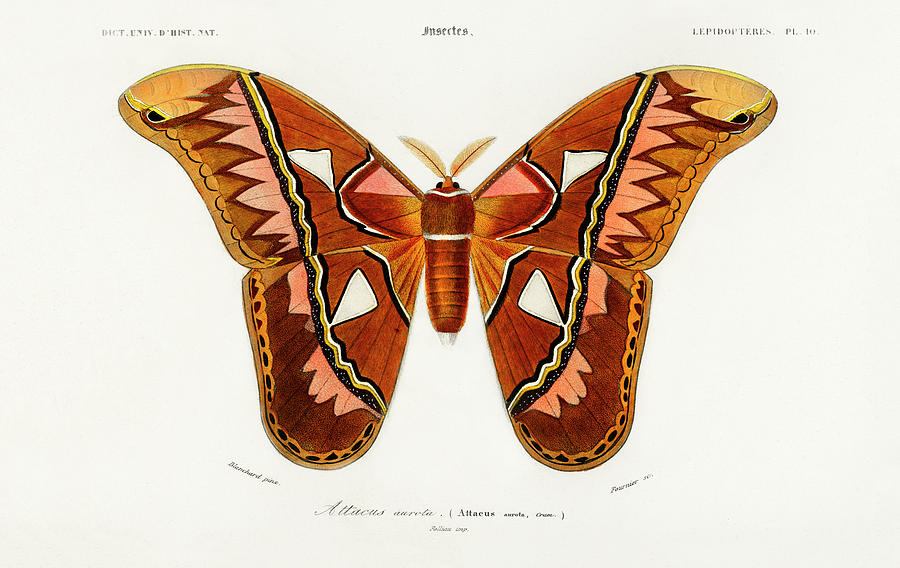 Attacus Atlas Moth, Attacus Aurora Painting by Vincent Monozlay