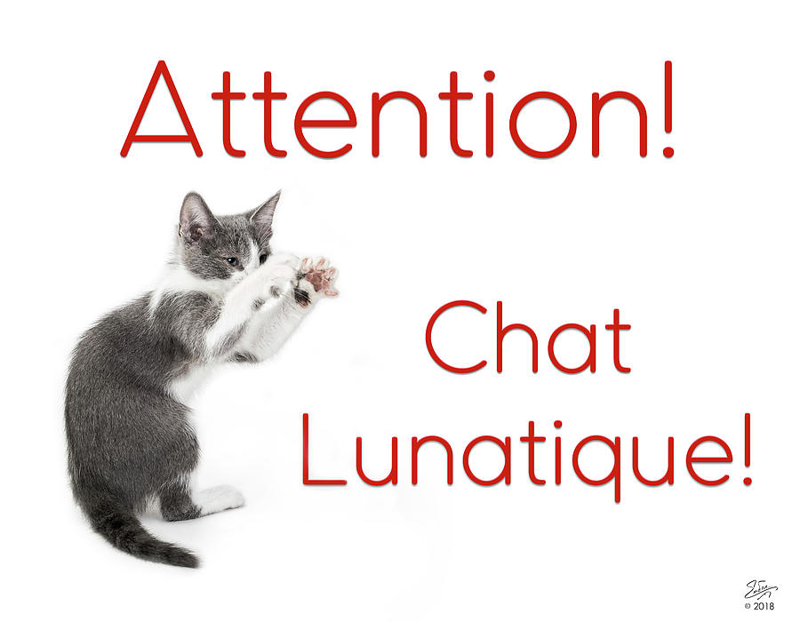 Attention Chat Lunatique Photograph by Endre Balogh