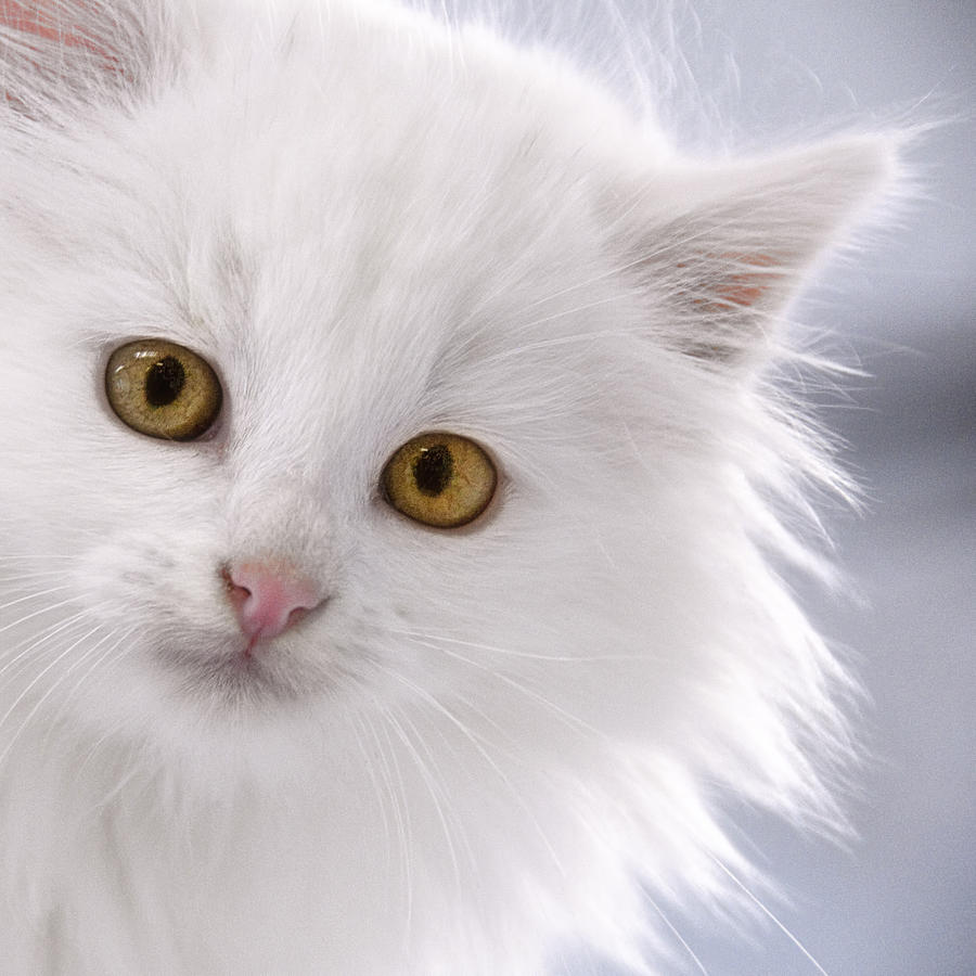 Attention - White Kitten with Golden Eyes Photograph by Mitch Spence