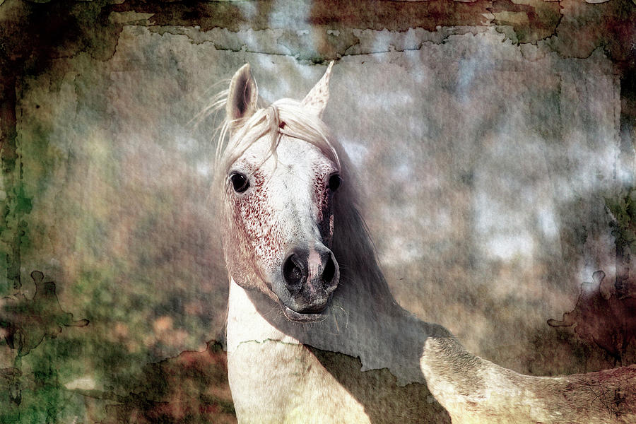 Horse Digital Art - Attention please by ELA-EquusArt
