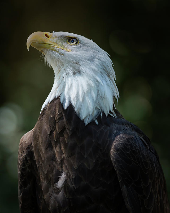 Eagle Photograph - Attention by Randy Hall