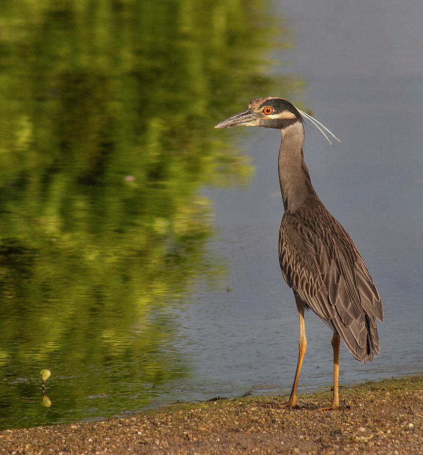 Attentive Heron Photograph by Jean Noren