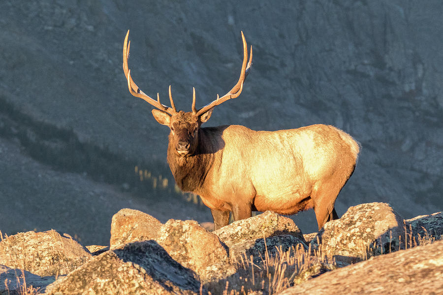 Attentive High Altitude Elk Bull Photograph by Tony Hake